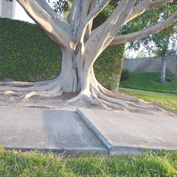 Dual Purpose Root and Water Barrier Rolls - TOP SELLER!