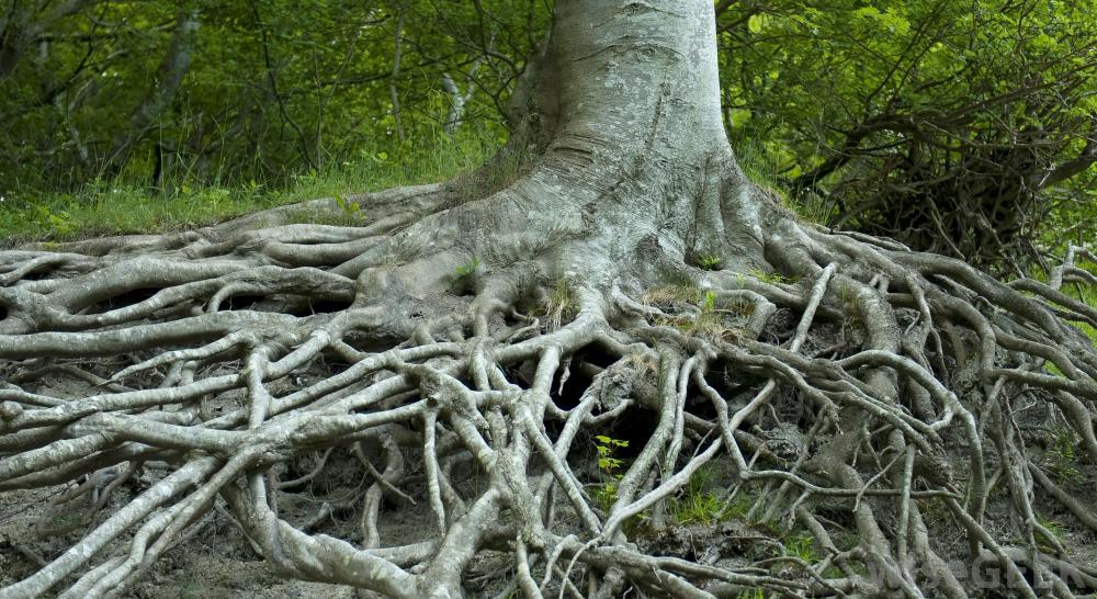 Collections – Century Products